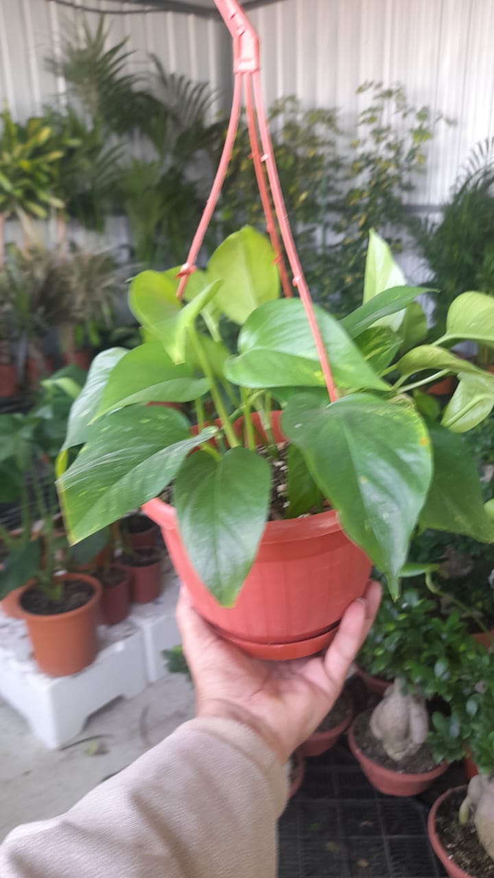 Gallery Image 14