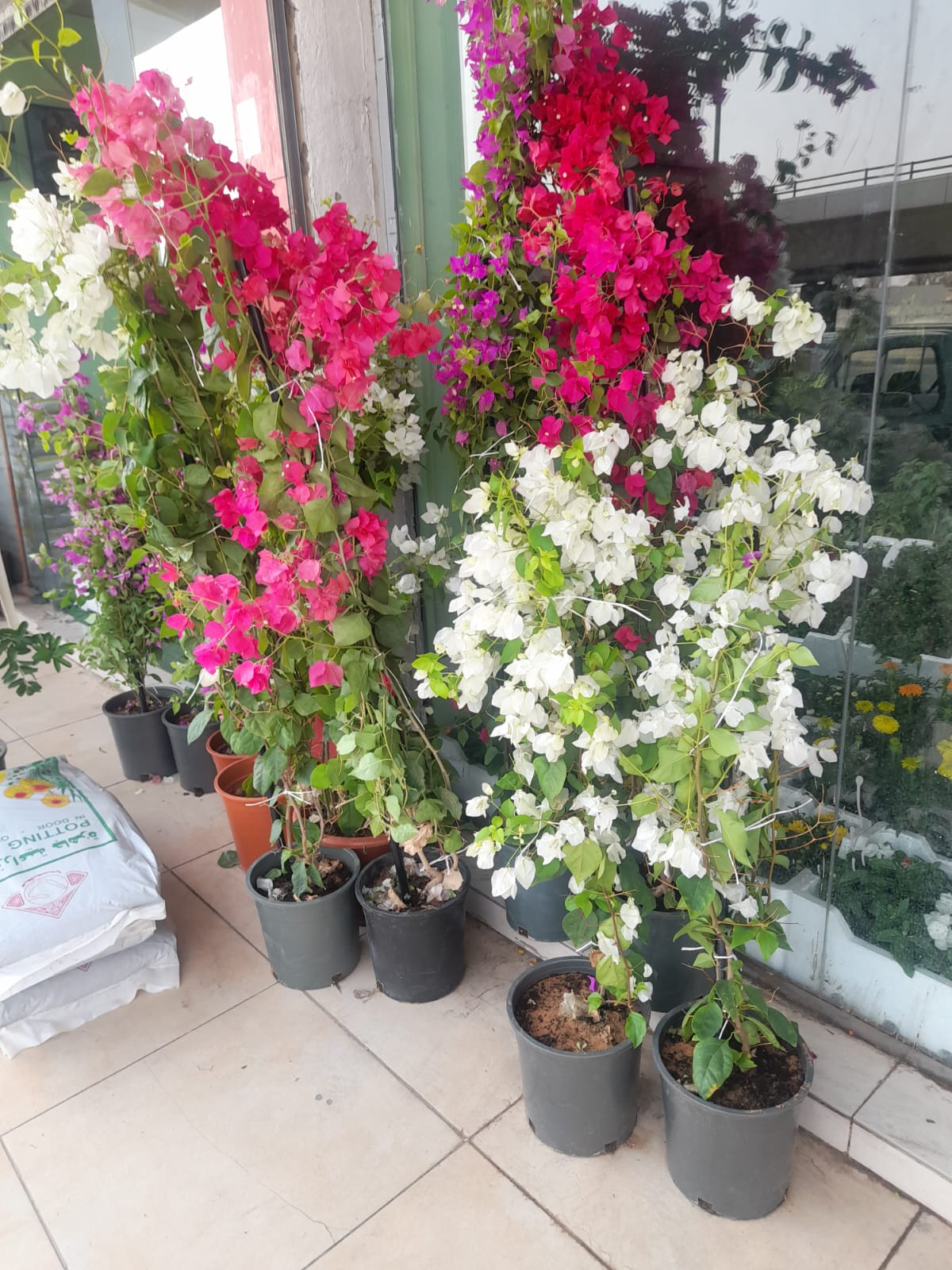 Gallery Image 15