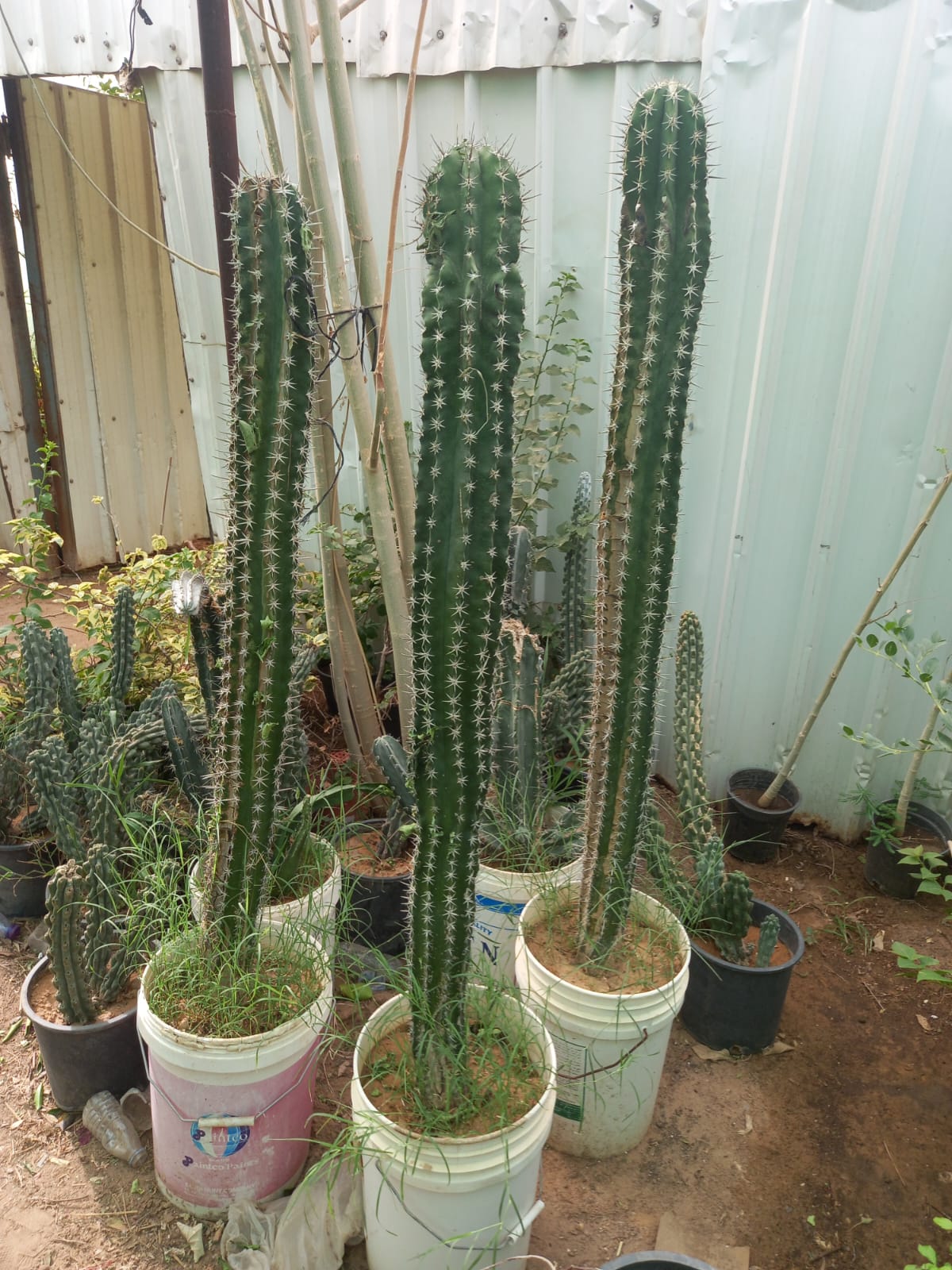 Gallery Image 35