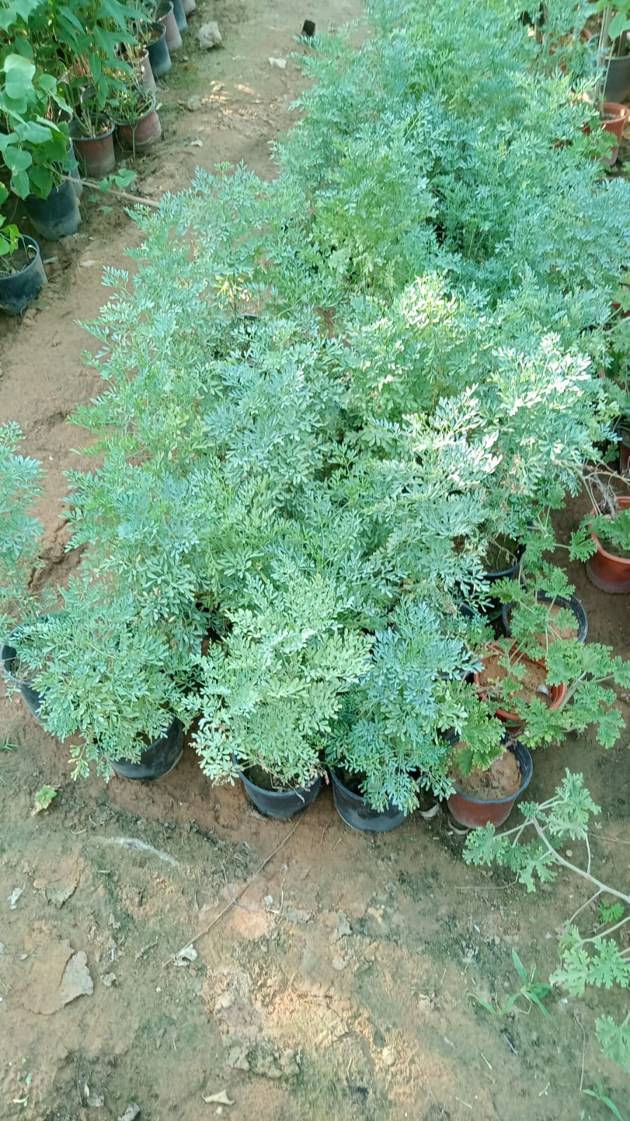 Gallery Image 55