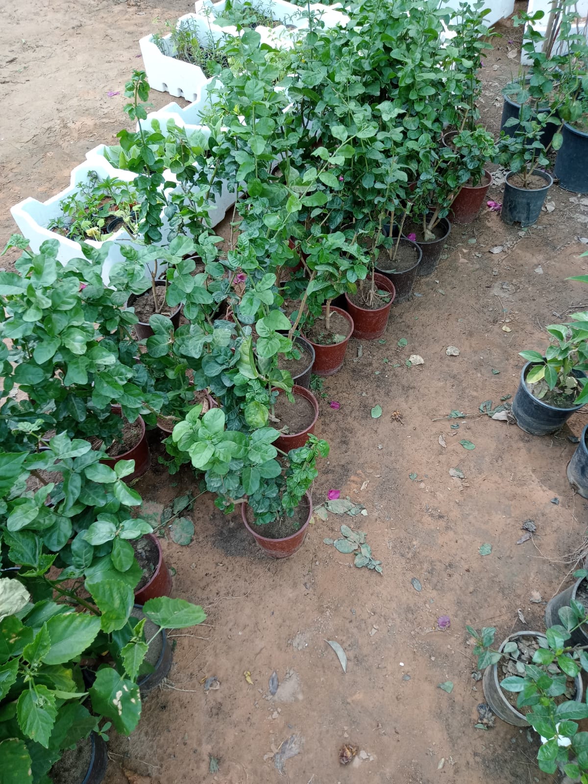 Gallery Image 63