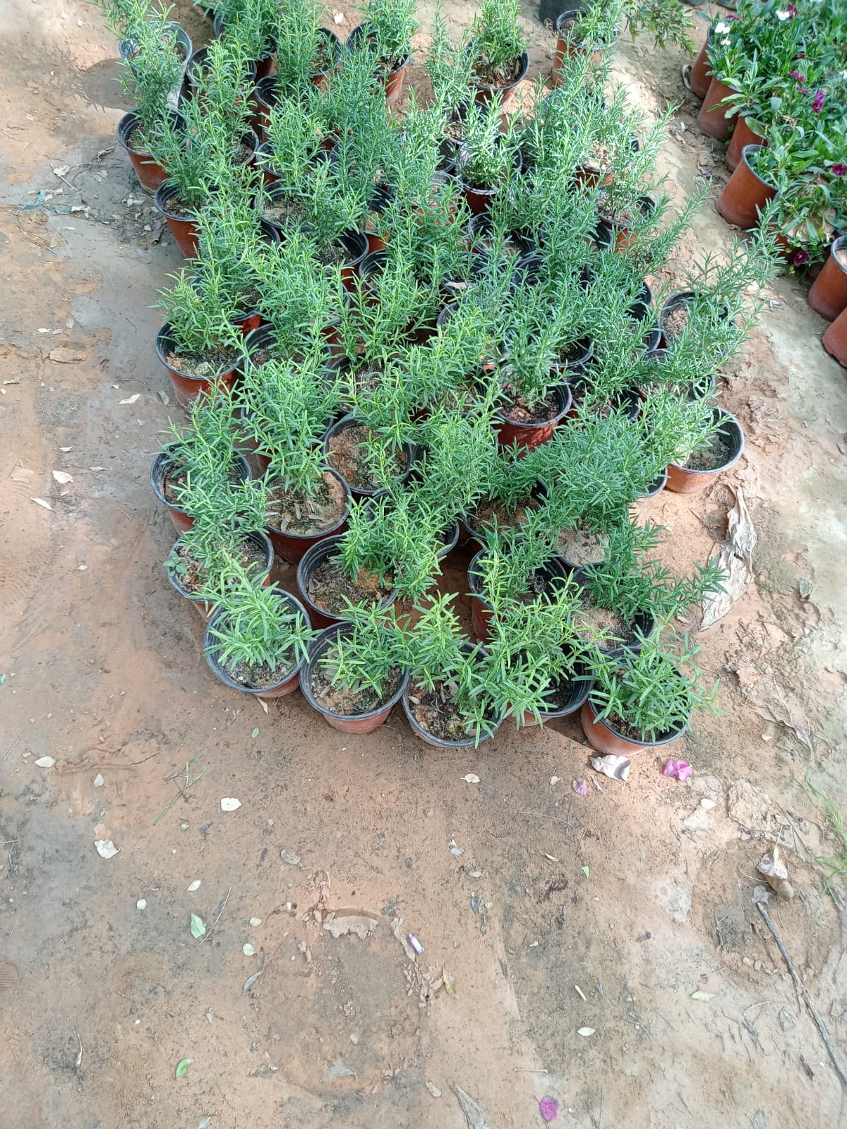 Gallery Image 65