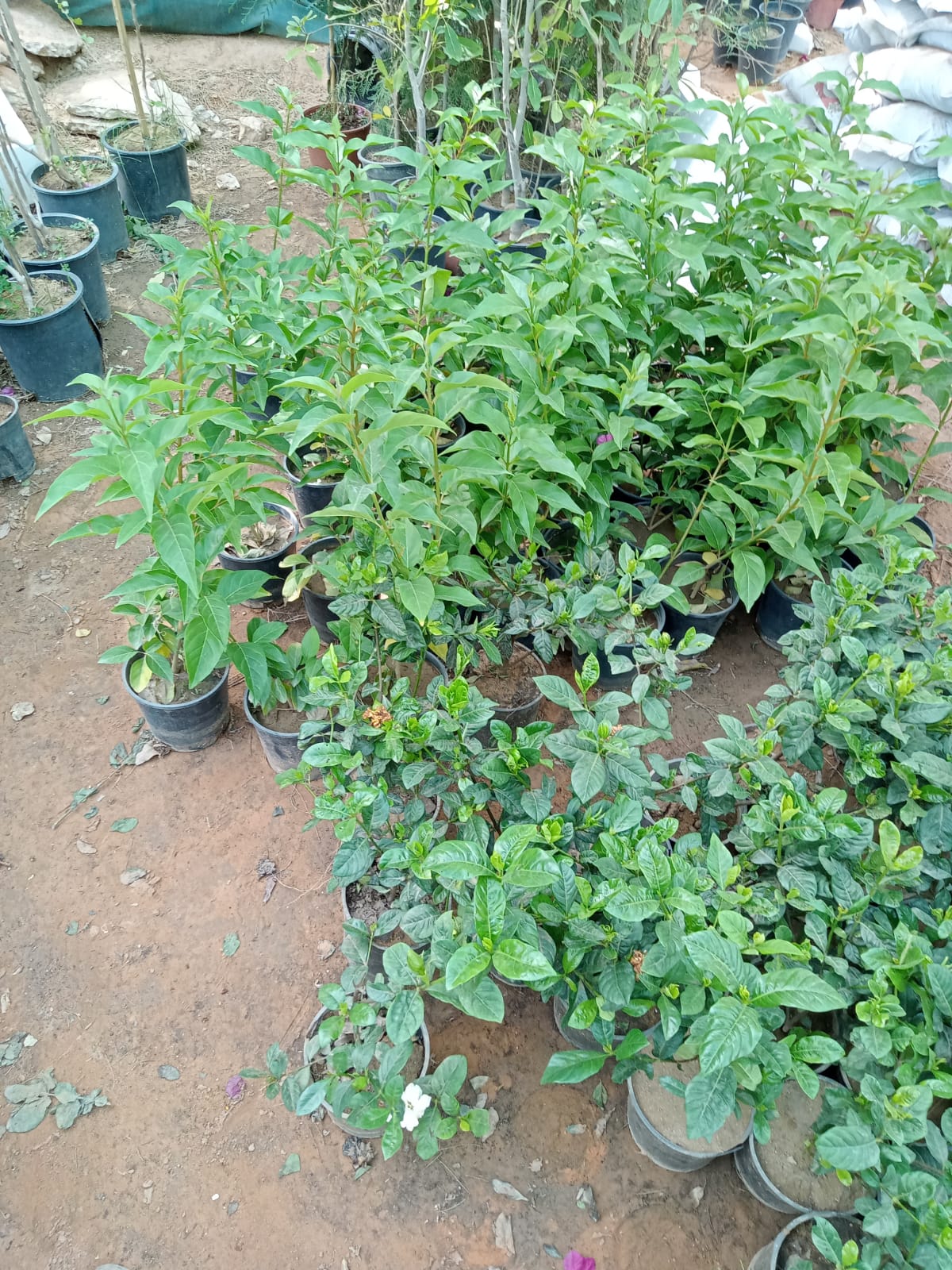 Gallery Image 66