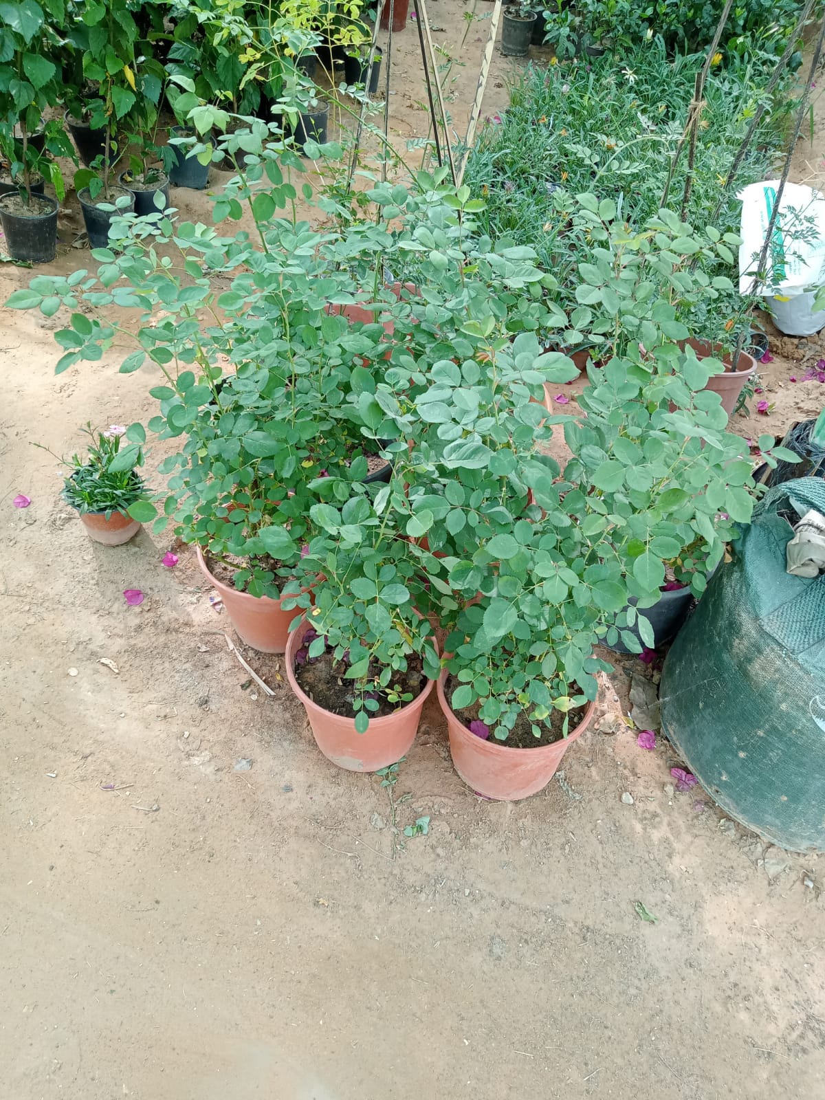 Gallery Image 68