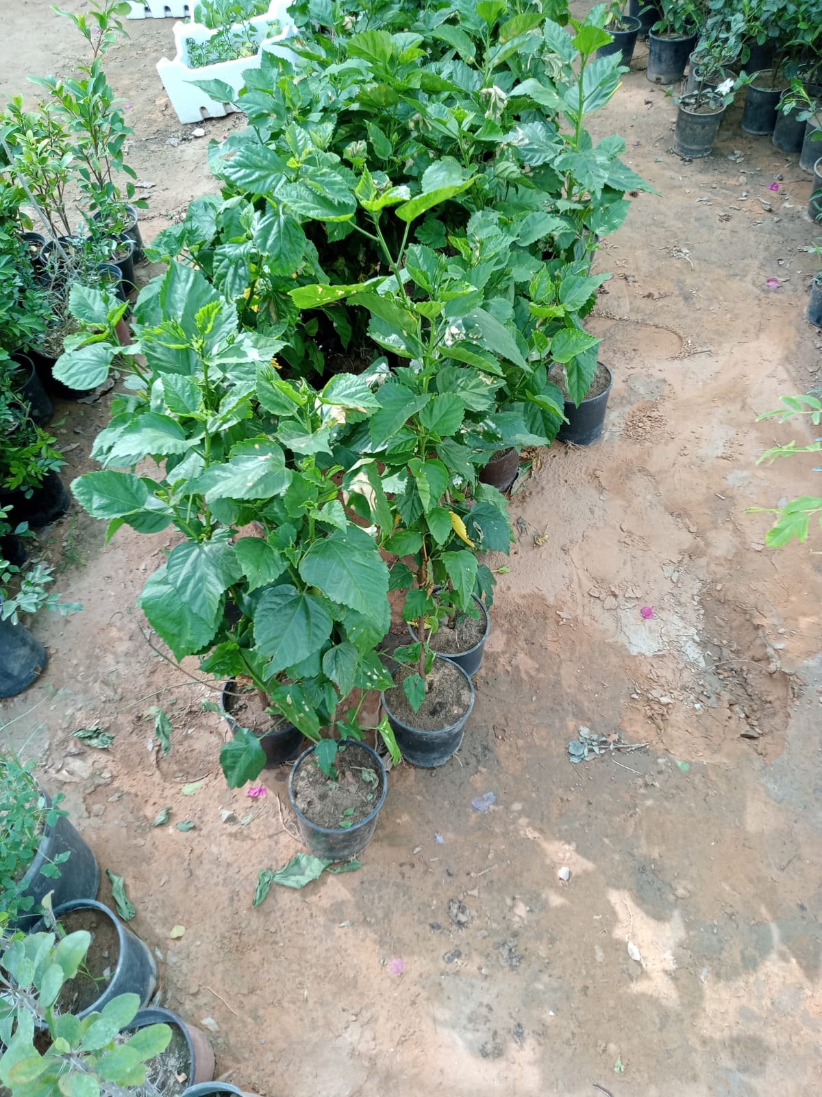 Gallery Image 71