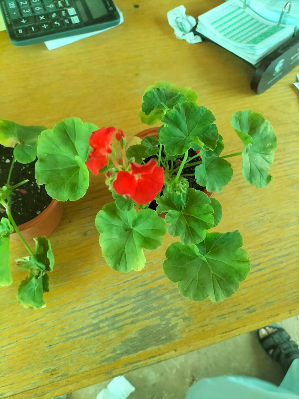 Gallery Image 78